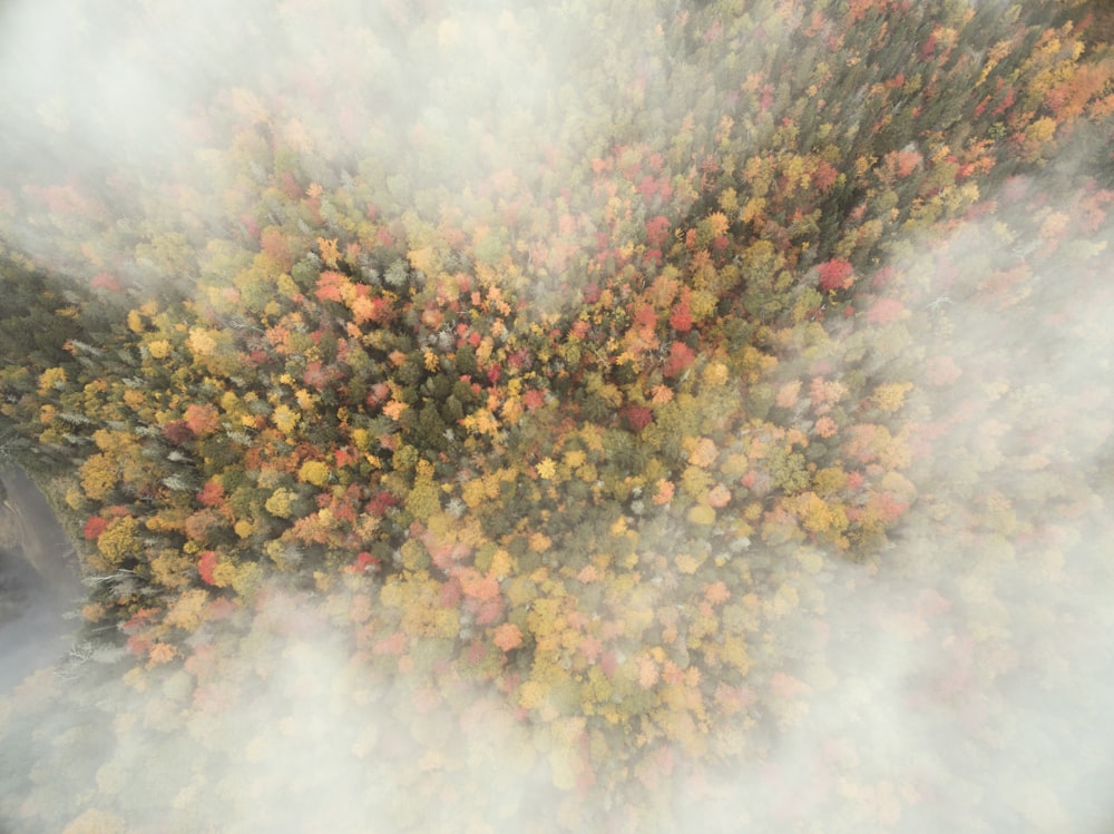 aerial photography of green trees