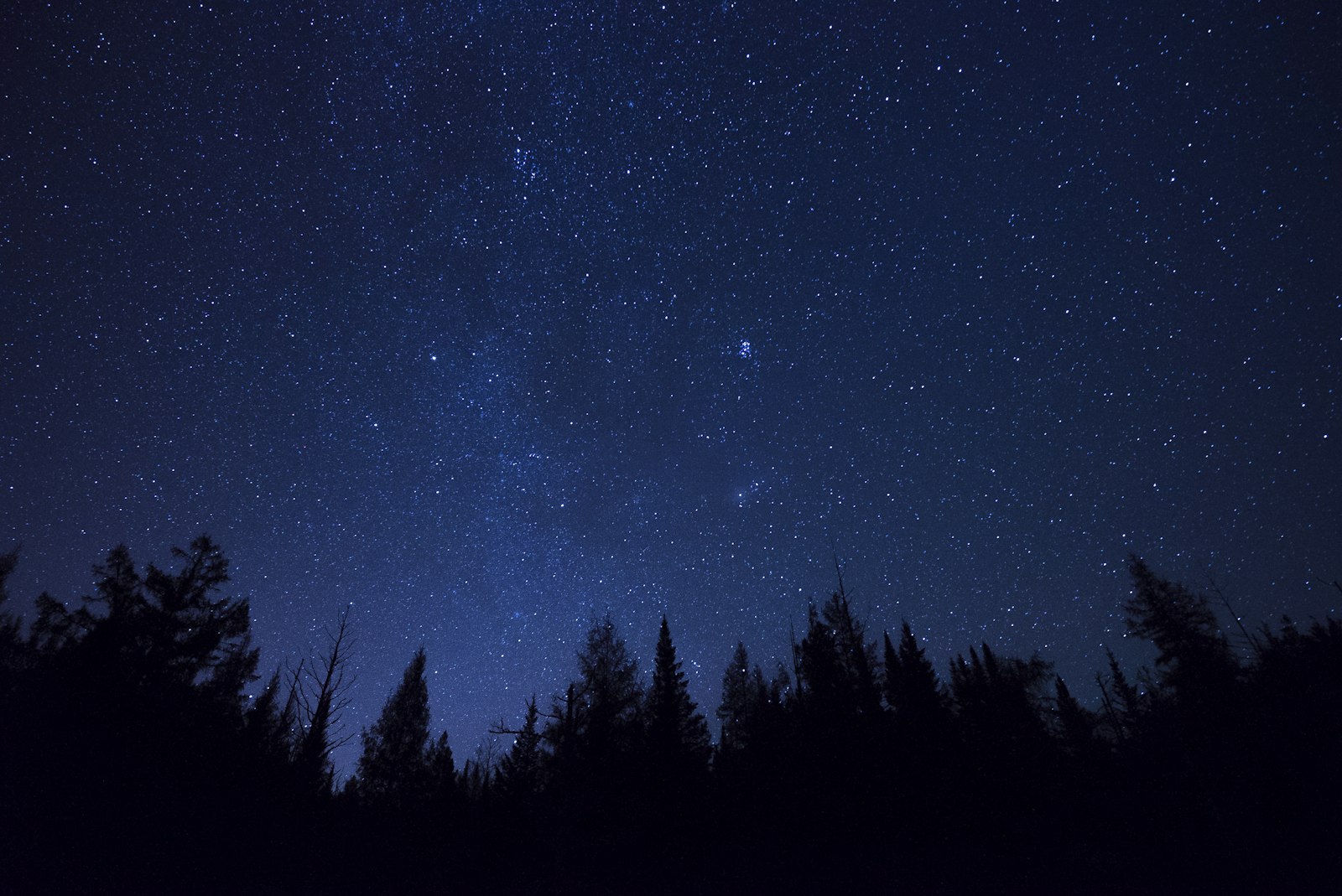 Sony a7S II + Sony Vario-Tessar T* FE 16-35mm F4 ZA OSS sample photo. Silhouette of pine trees photography