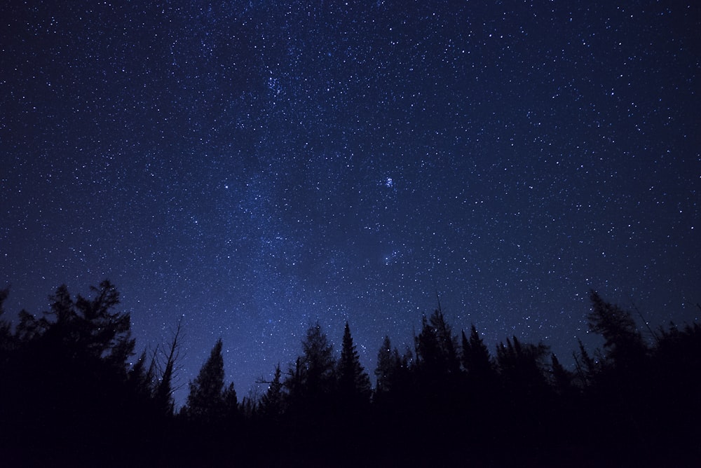 silhouette of pine trees