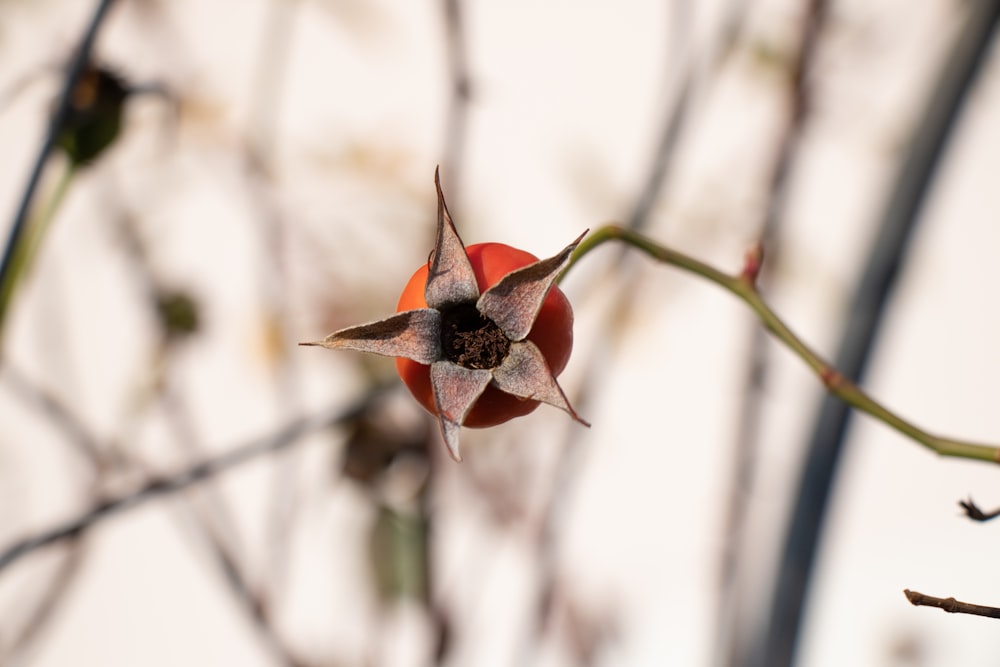 red persimmon