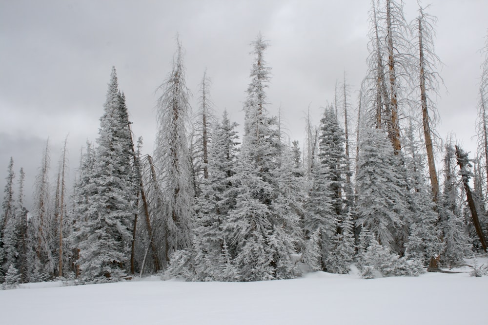 pine trees covered with snow