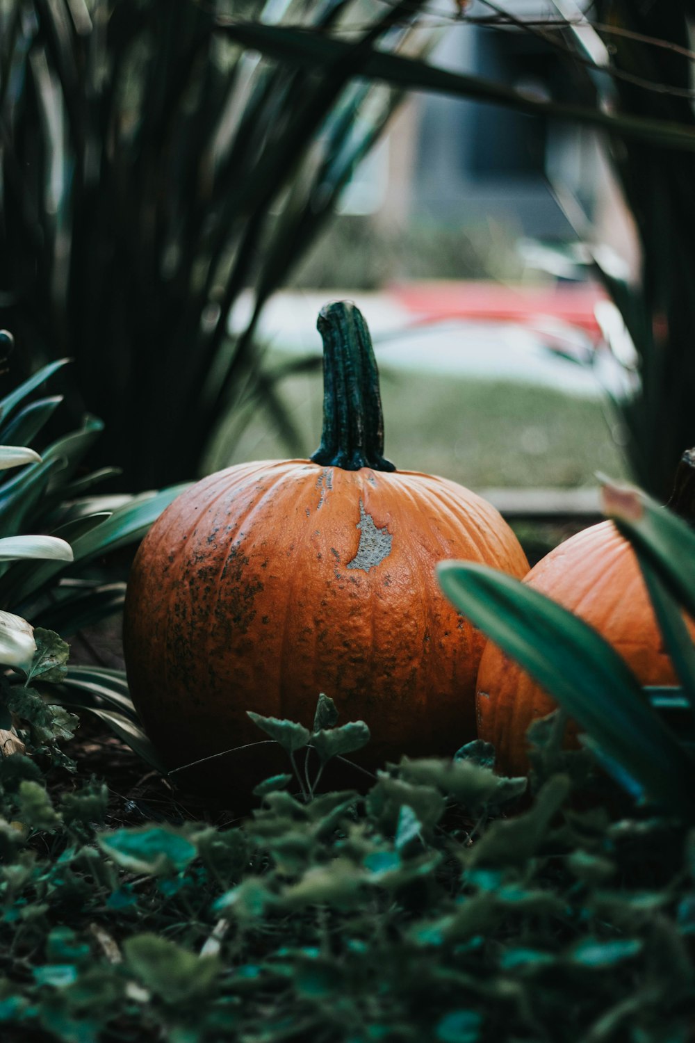 orange pumpkins by plants