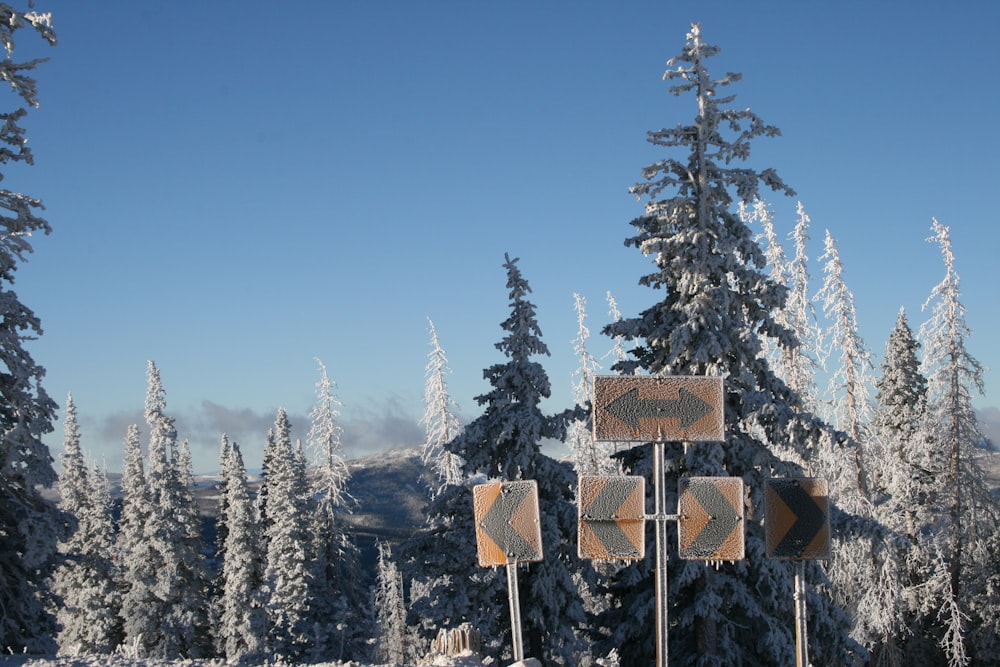 road sign near pine trees