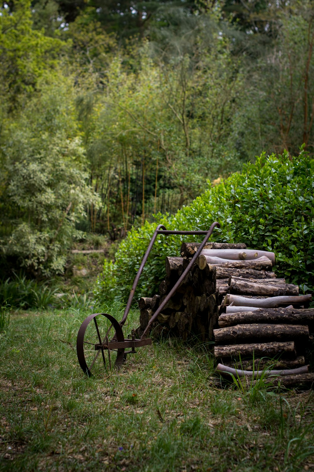 pile of firewood by hedge