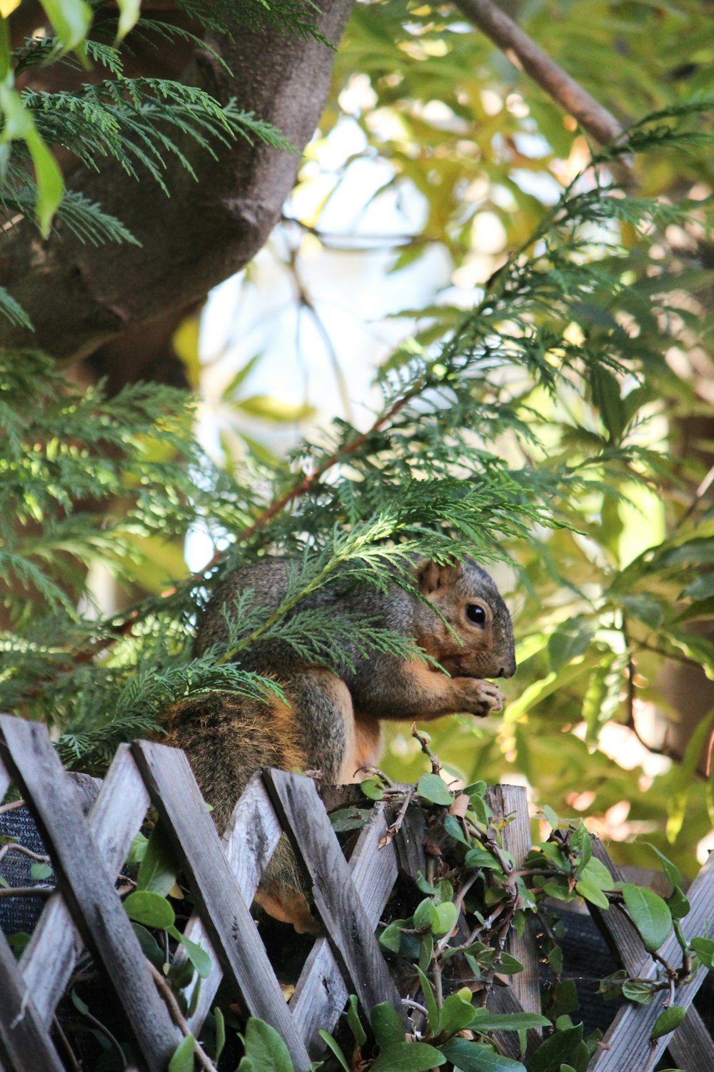 brown squirrel on fence