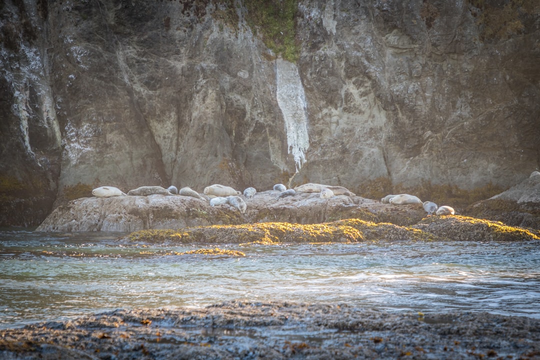 Watercourse photo spot Bandon Beach United States