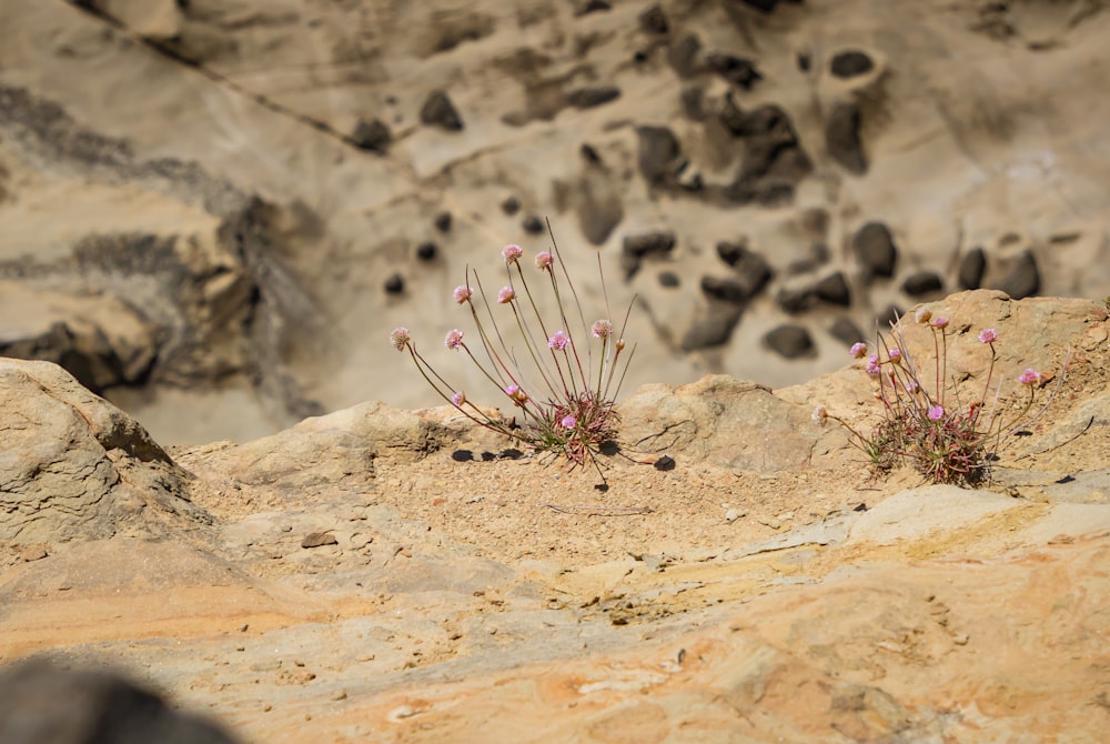 pink petaled flowers on the ground