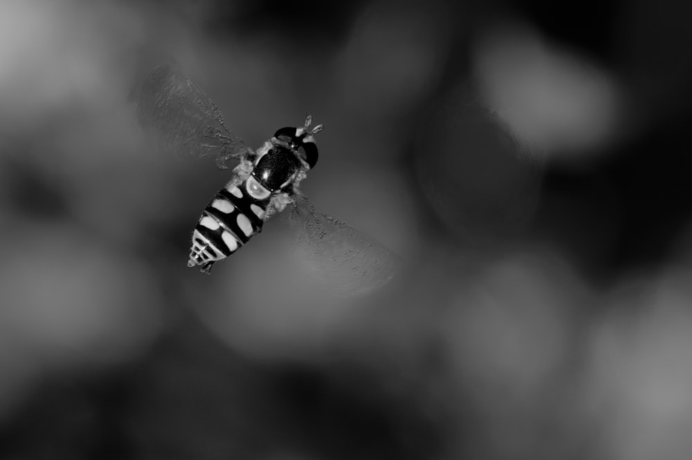 Foto en escala de grises de abeja