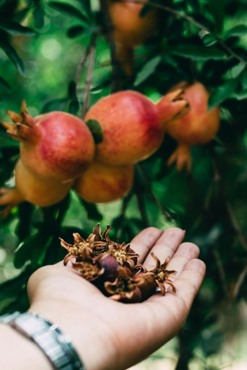 pomegranate plant