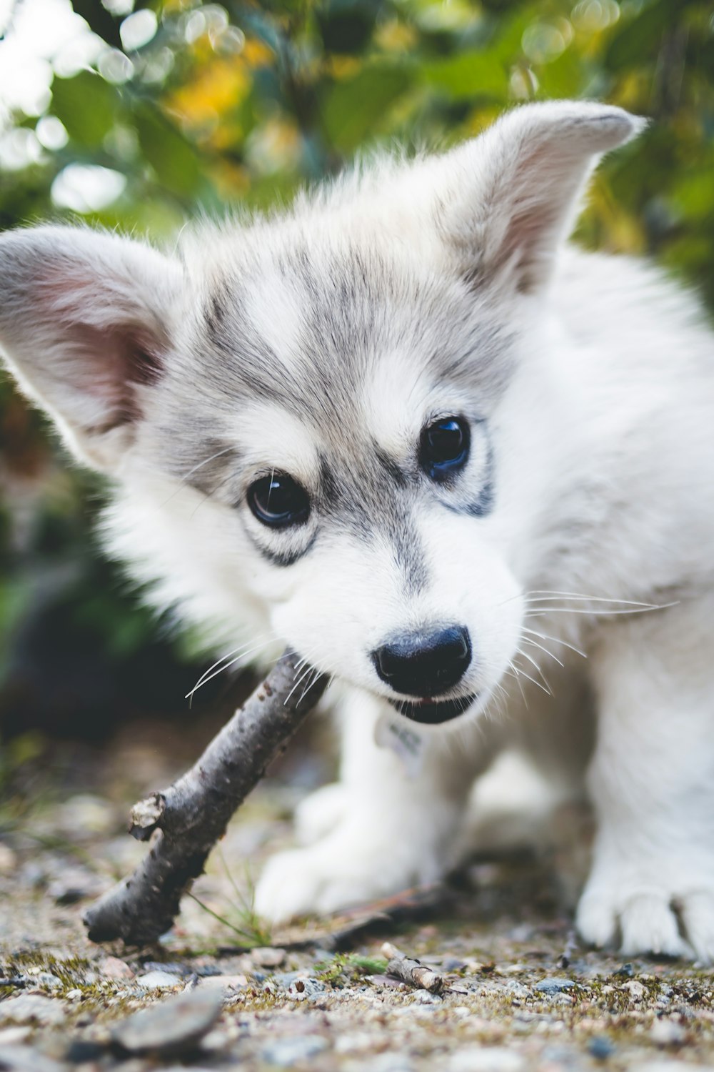 ショートコートの白と灰色の子犬が茶色の木の枝を噛む