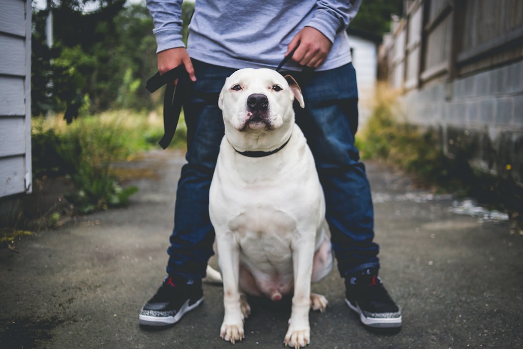white pitbull terrier sitting in between standing man's legs