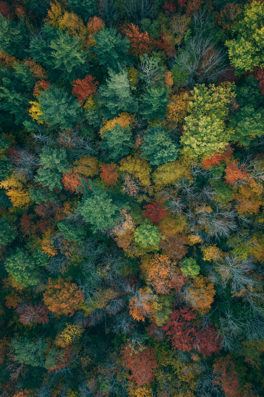 다양한 색의 나무로 가득한 숲