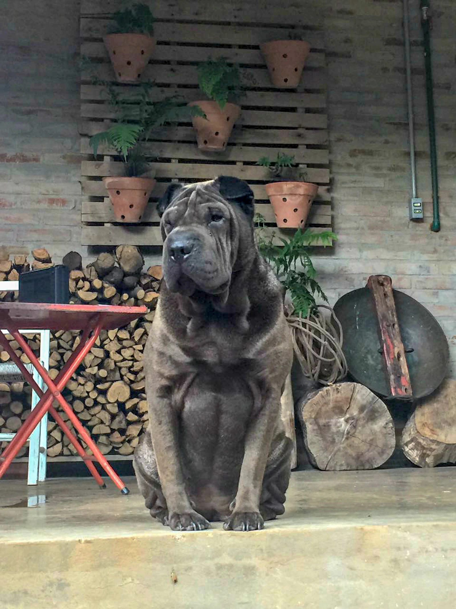 Adult brown Shar-Pei portrait, photo on Unsplash