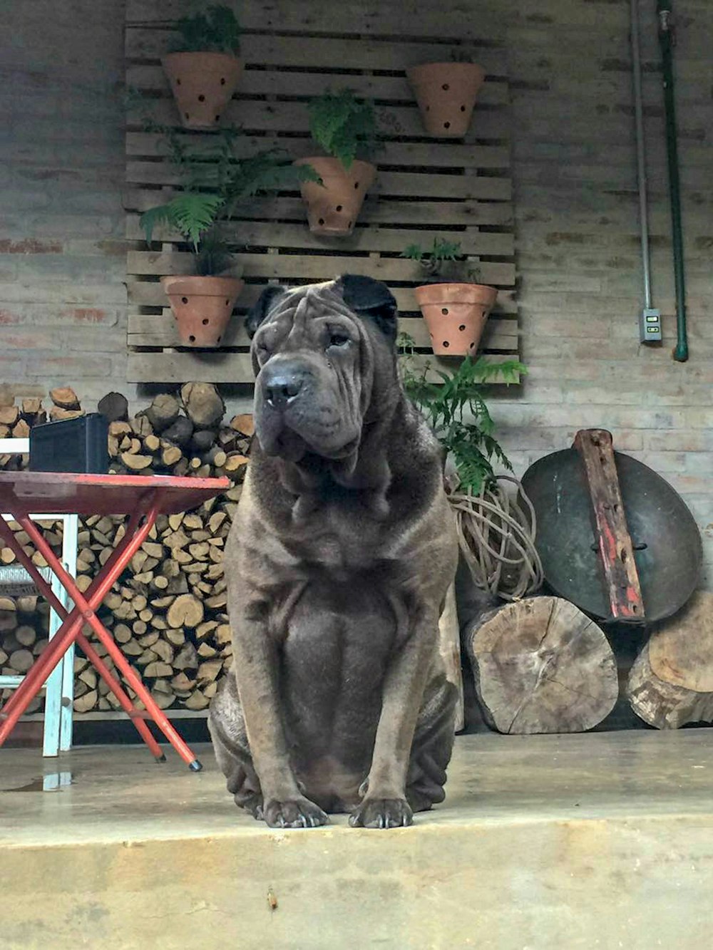 adult brown Shar Pei