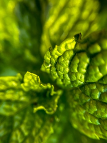 A close-up of a unique leaf pattern on a houseplant.