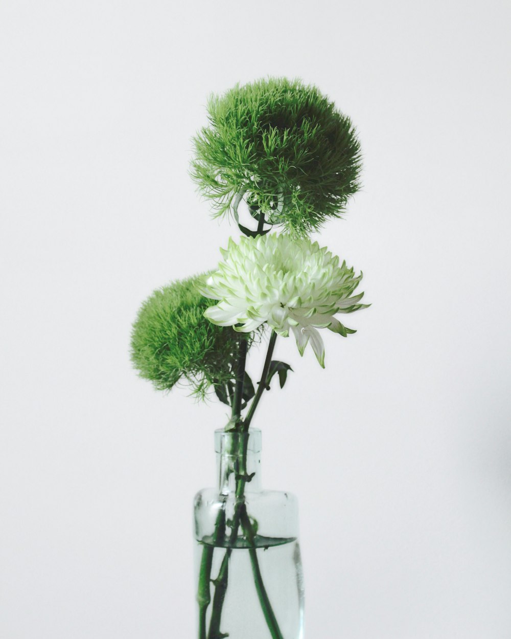 green and white flowers in vase