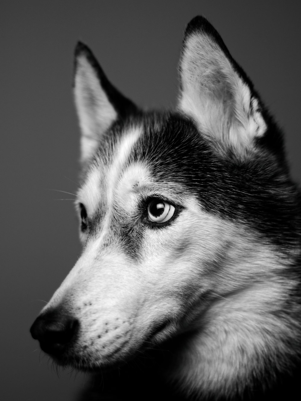 fotografia em tons de cinza do cão virado para os lados