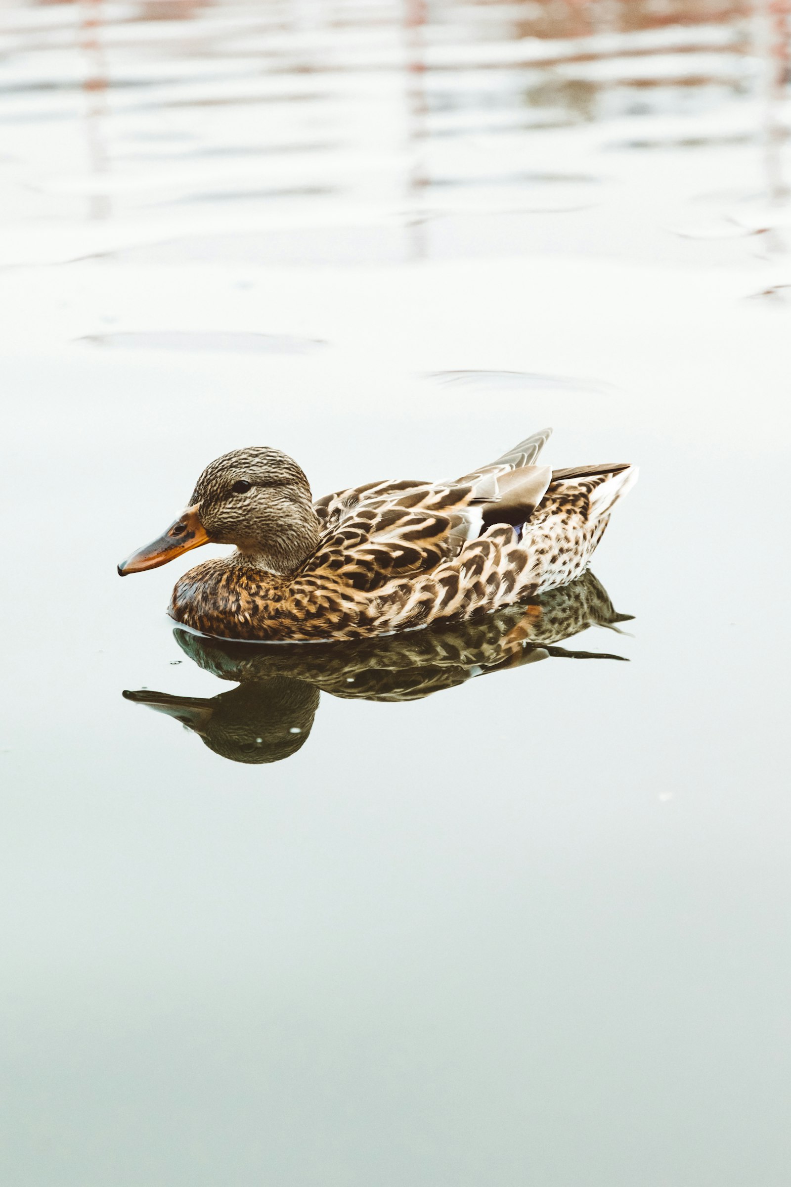 Canon EOS 5D Mark IV sample photo. Brown duck on body photography