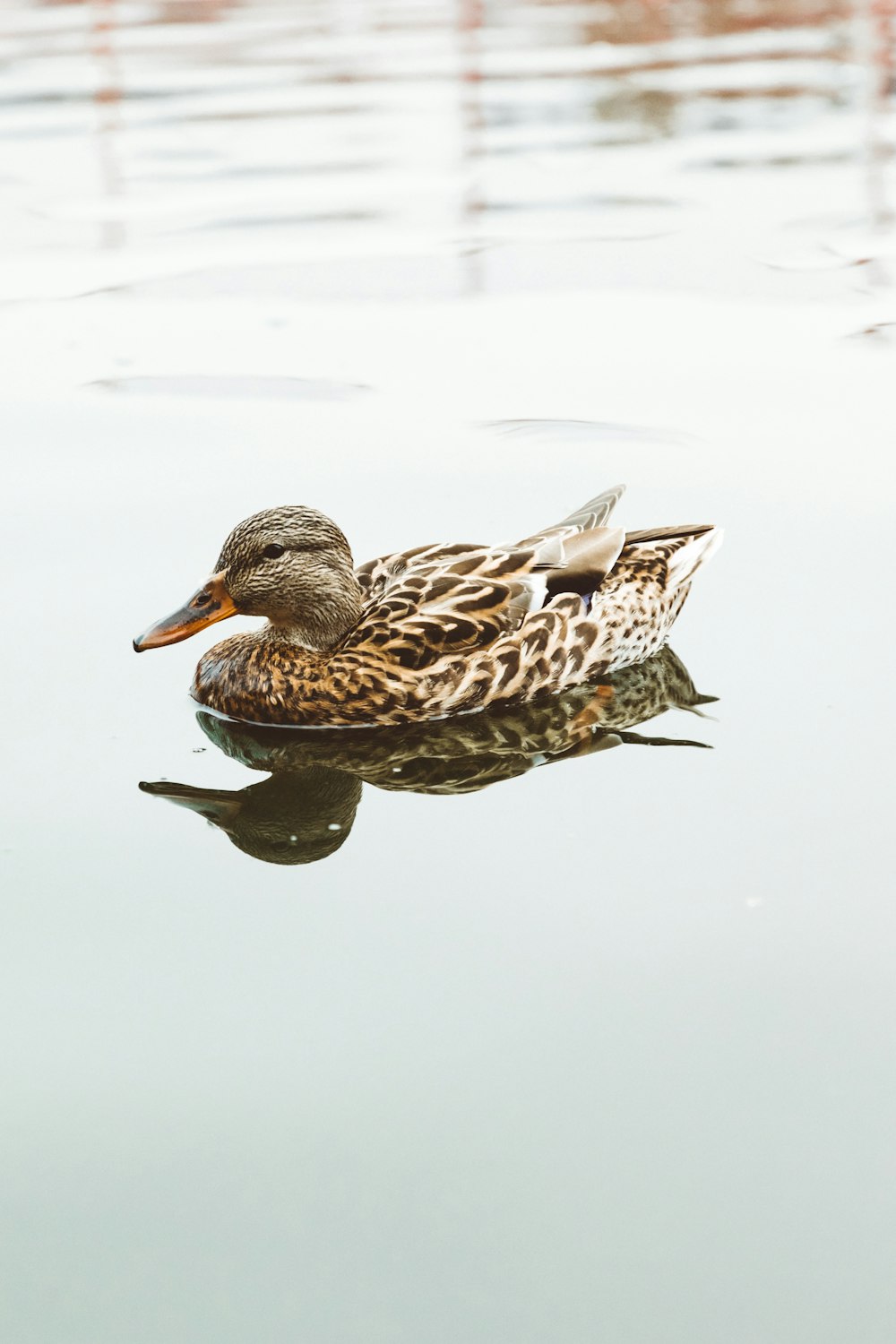 brown duck on body of water