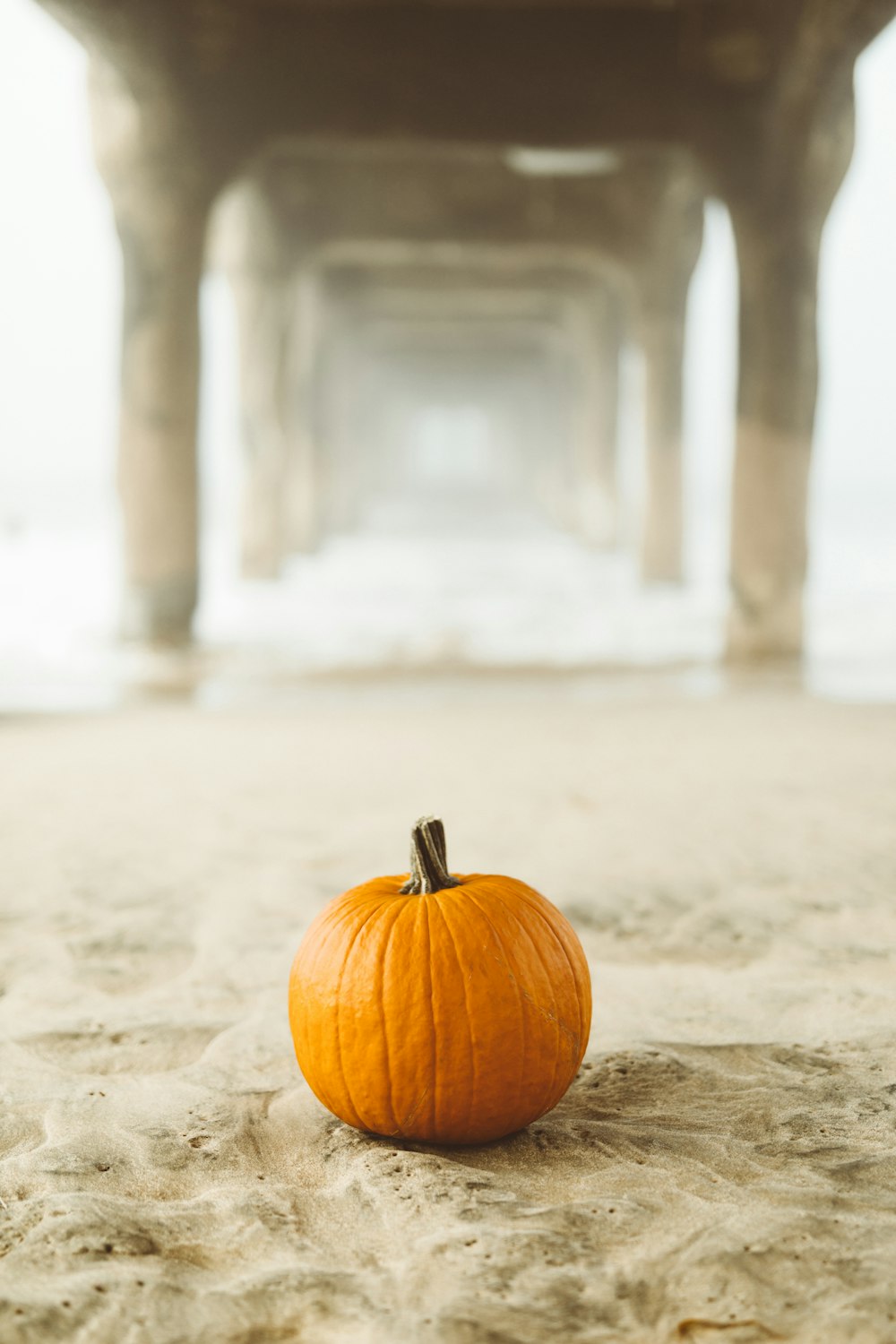 zucca arancione in superficie