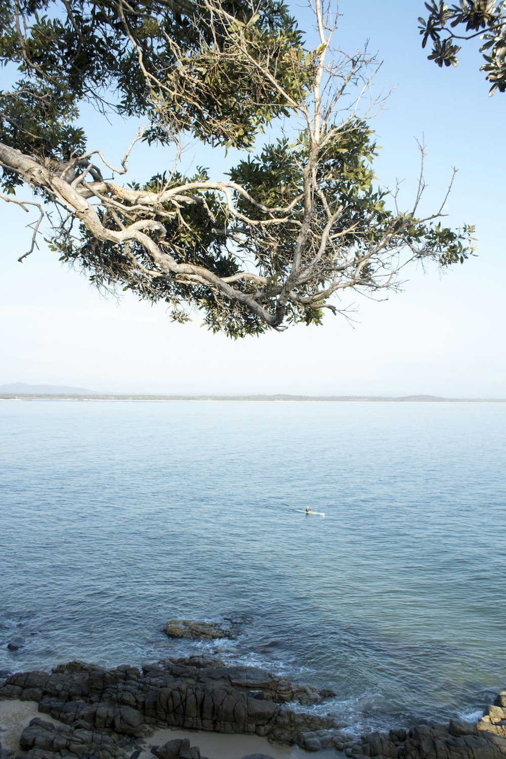 tall green tree near sea