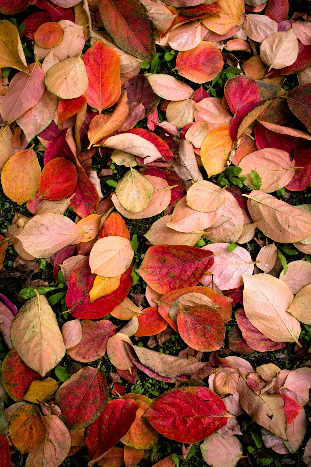바닥에 빨간색과 분홍색 나뭇잎