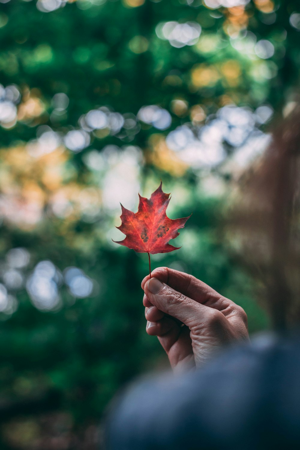 Feuille d’érable rouge