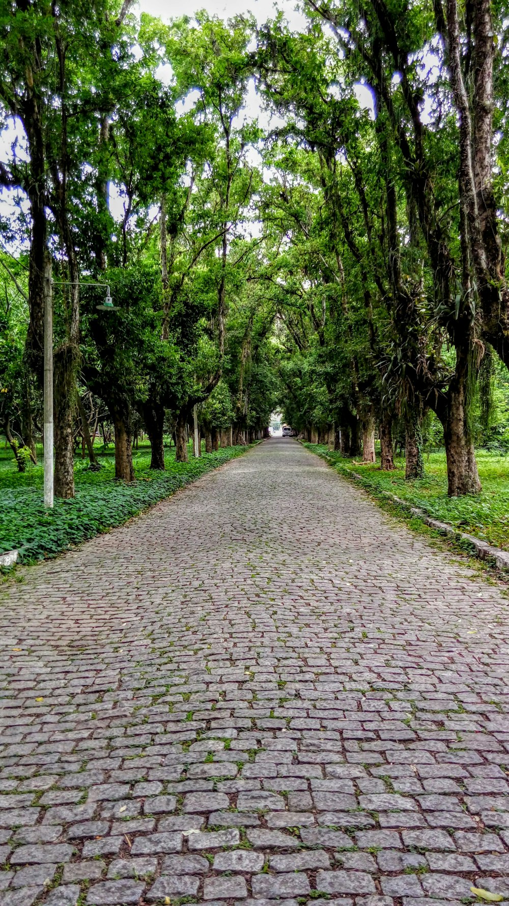 passerelle en brique entre les arbres