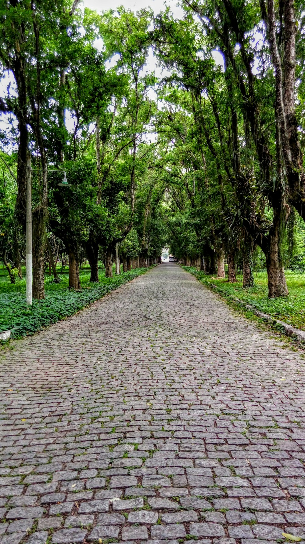 brick walkway between trees