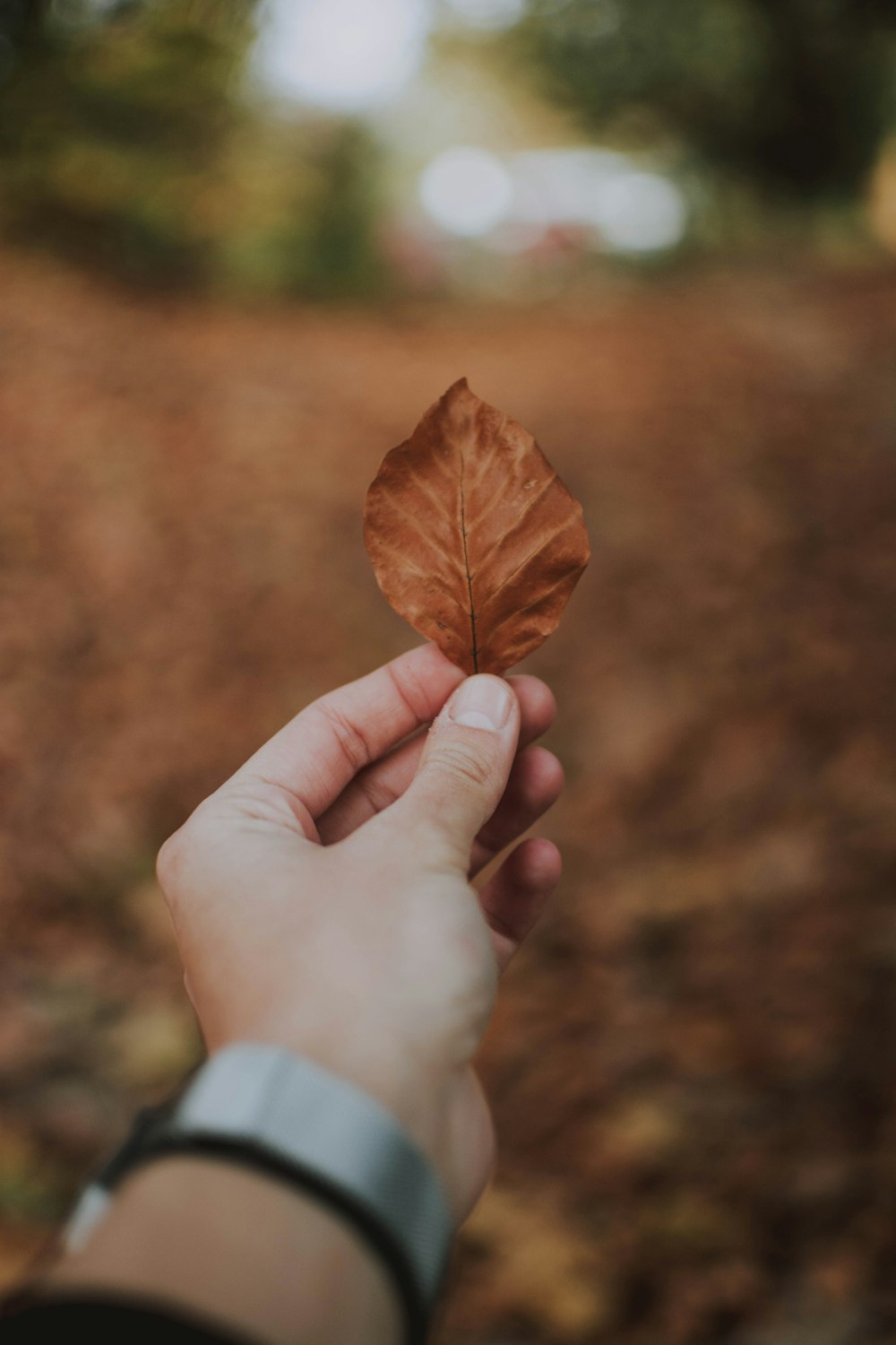 brown leaf in selective focus photography