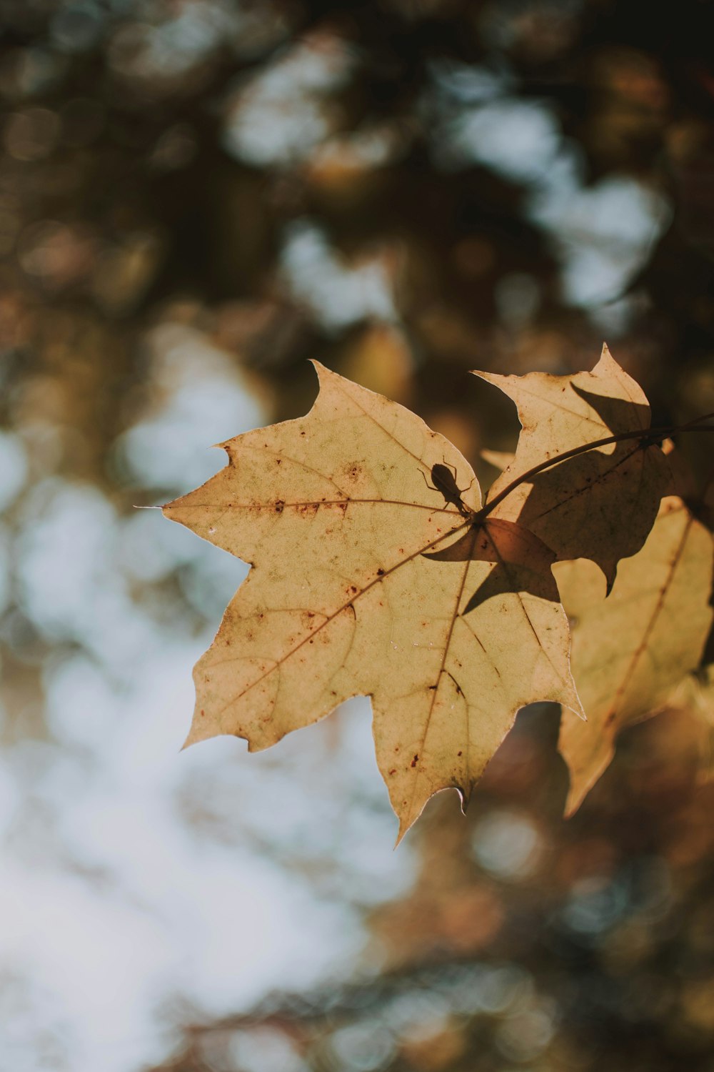 brown maple leaf in focus photography