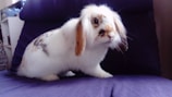 A fluffy rabbit with long ears and a mix of white, brown, and black fur is sitting on a purple cushion. The rabbit appears to be casually posed with its head slightly turned.