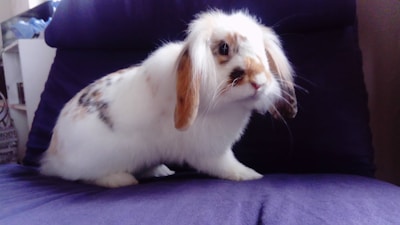 A fluffy rabbit with long ears and a mix of white, brown, and black fur is sitting on a purple cushion. The rabbit appears to be casually posed with its head slightly turned.