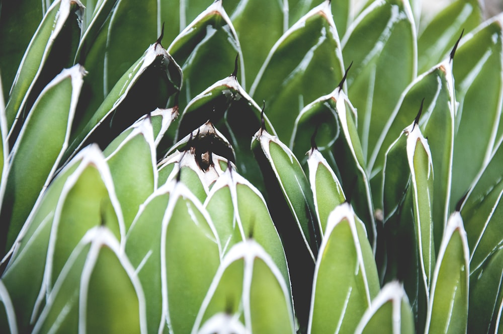 a close up of a bunch of green plants