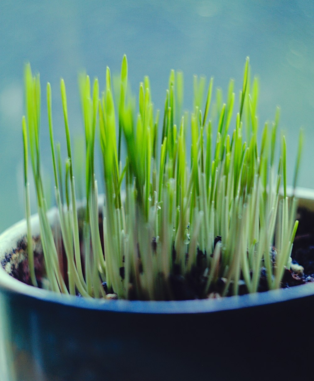 plante d’herbe verte