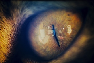 A close-up view of an animal's eye, showing intricate details of the iris and pupil with reflections of a person holding a camera visible within the eye.