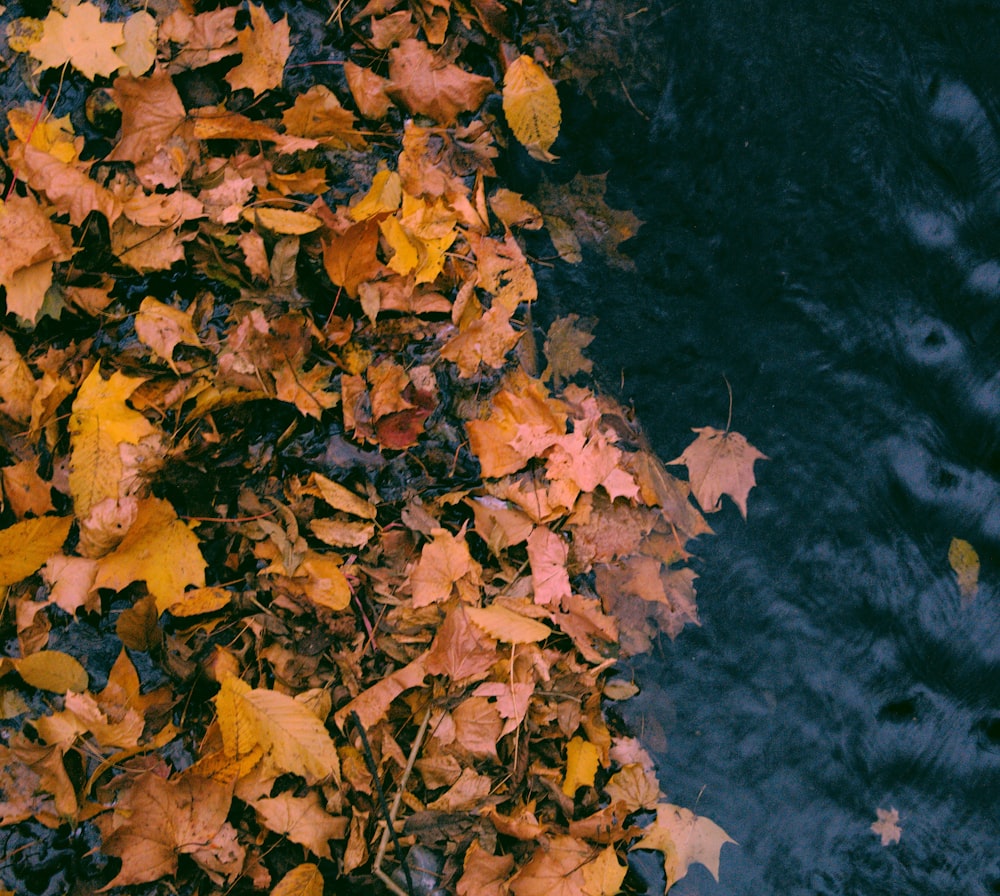 stack of brown leaves beside body of water