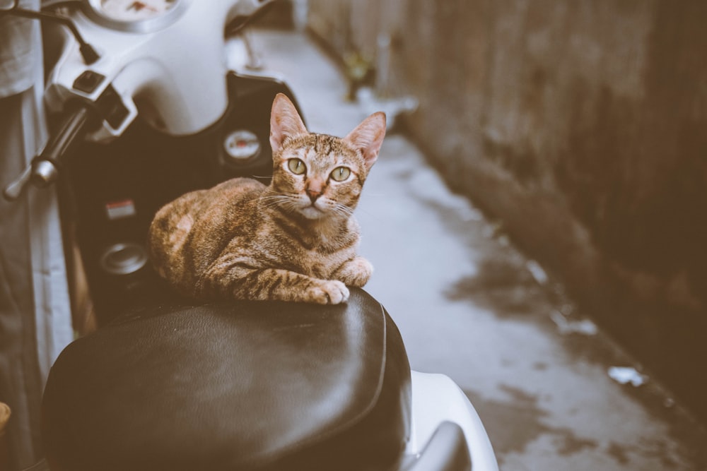brown tabby cat on white and black motor scooter