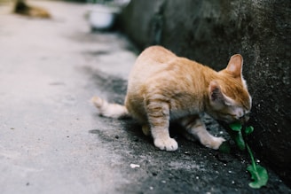 orange tabby cat sniffing green leafed plant