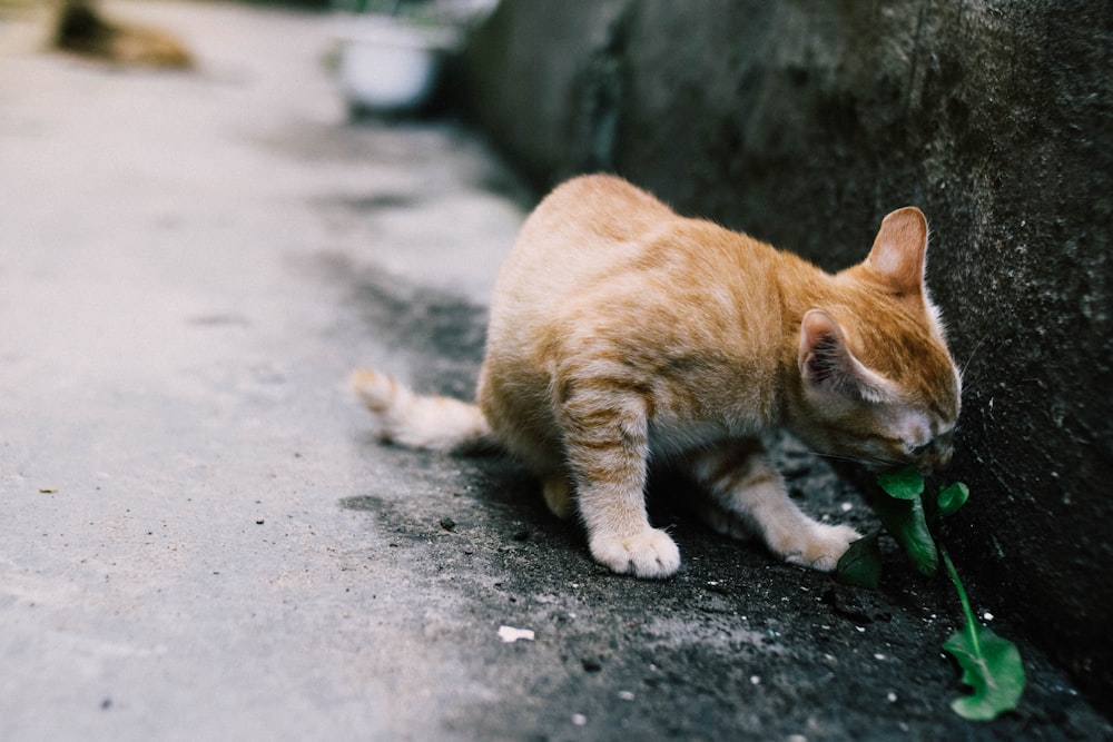 orange tabby cat sniffing green leafed plant
