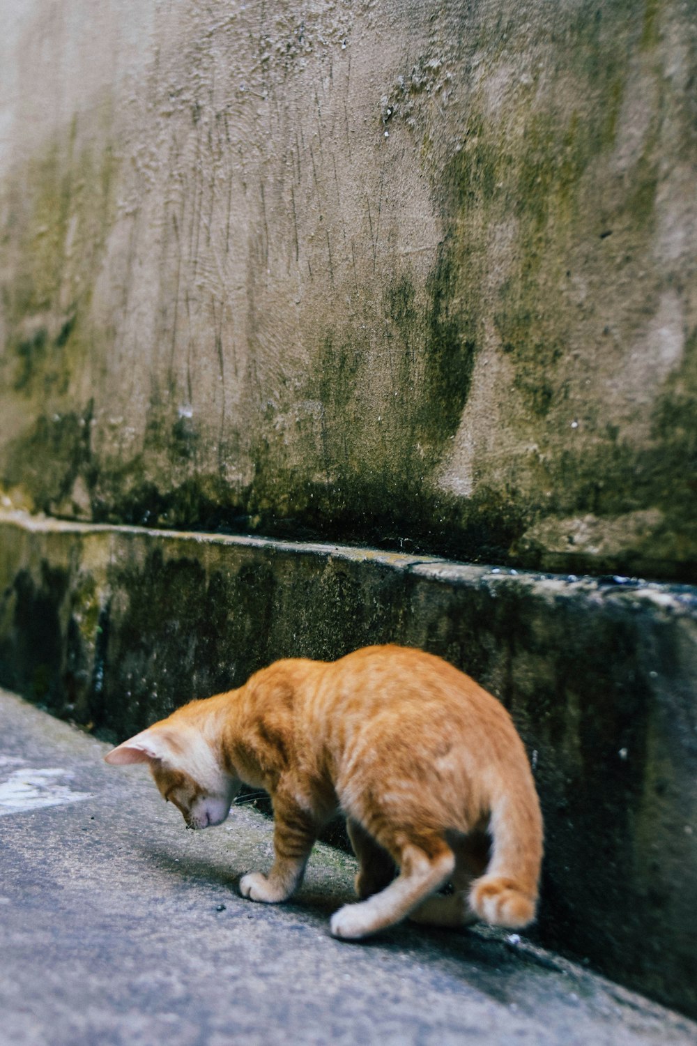 brown and white cat on concrete ground near body of water