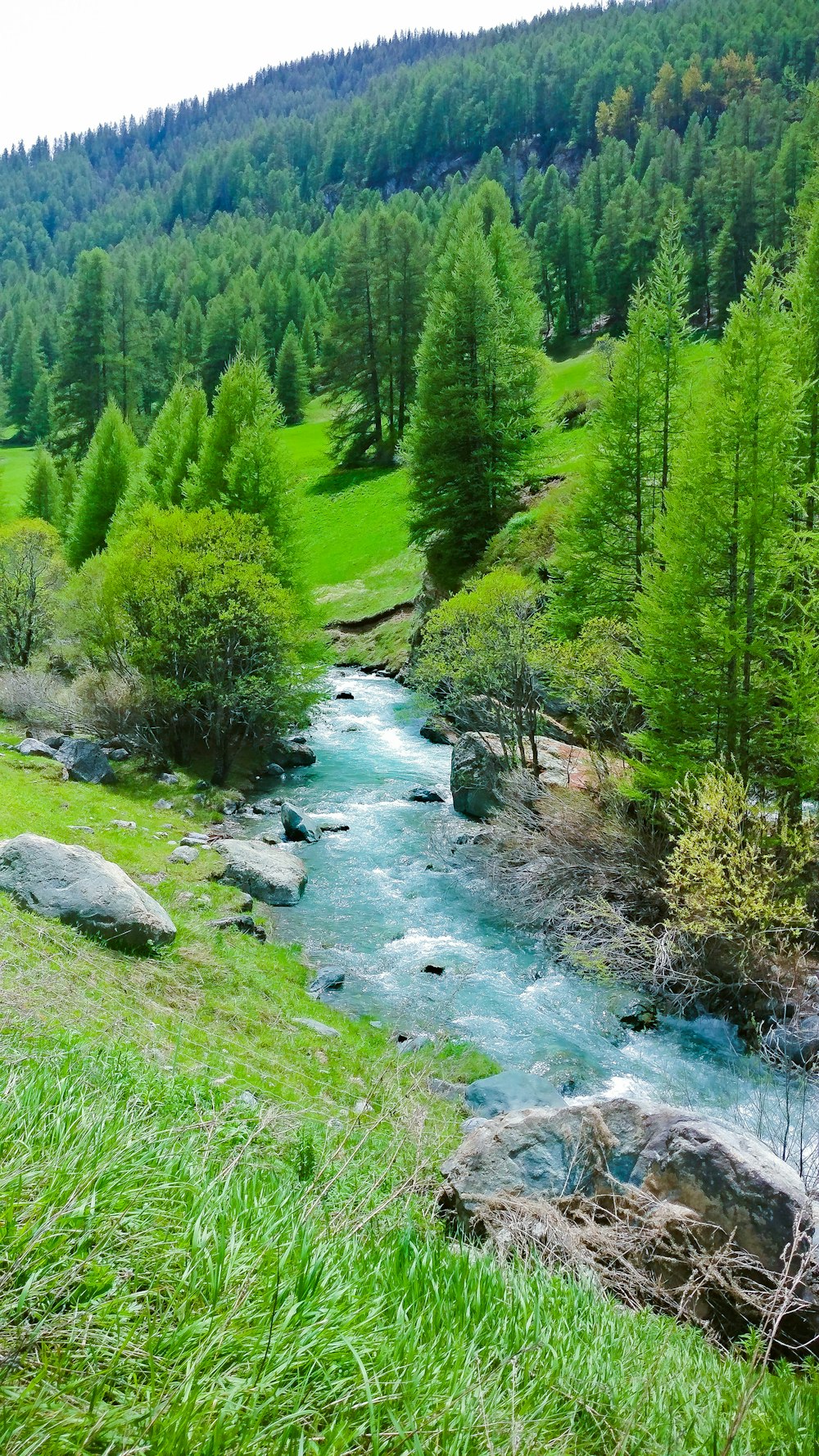 green pine tree with blue river