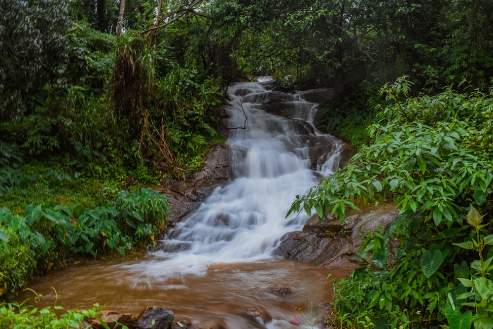 river surrounded by green leafed trees