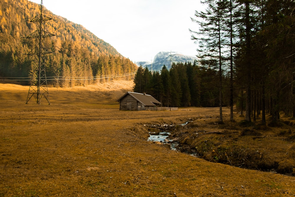 brown wooden cabin near pine trees during daytime