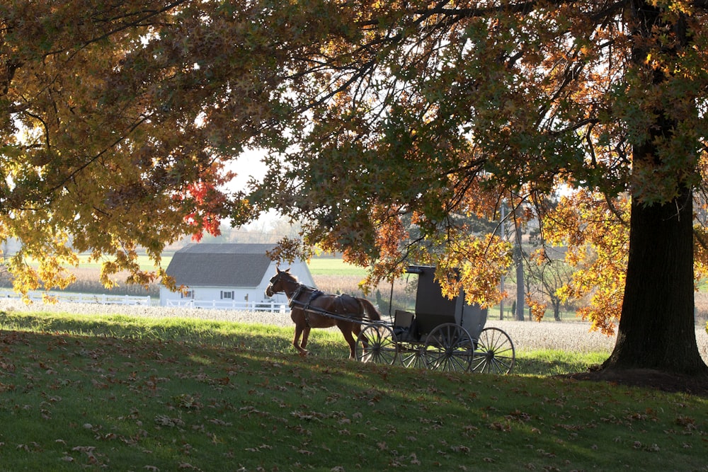 horse and carriage under tree