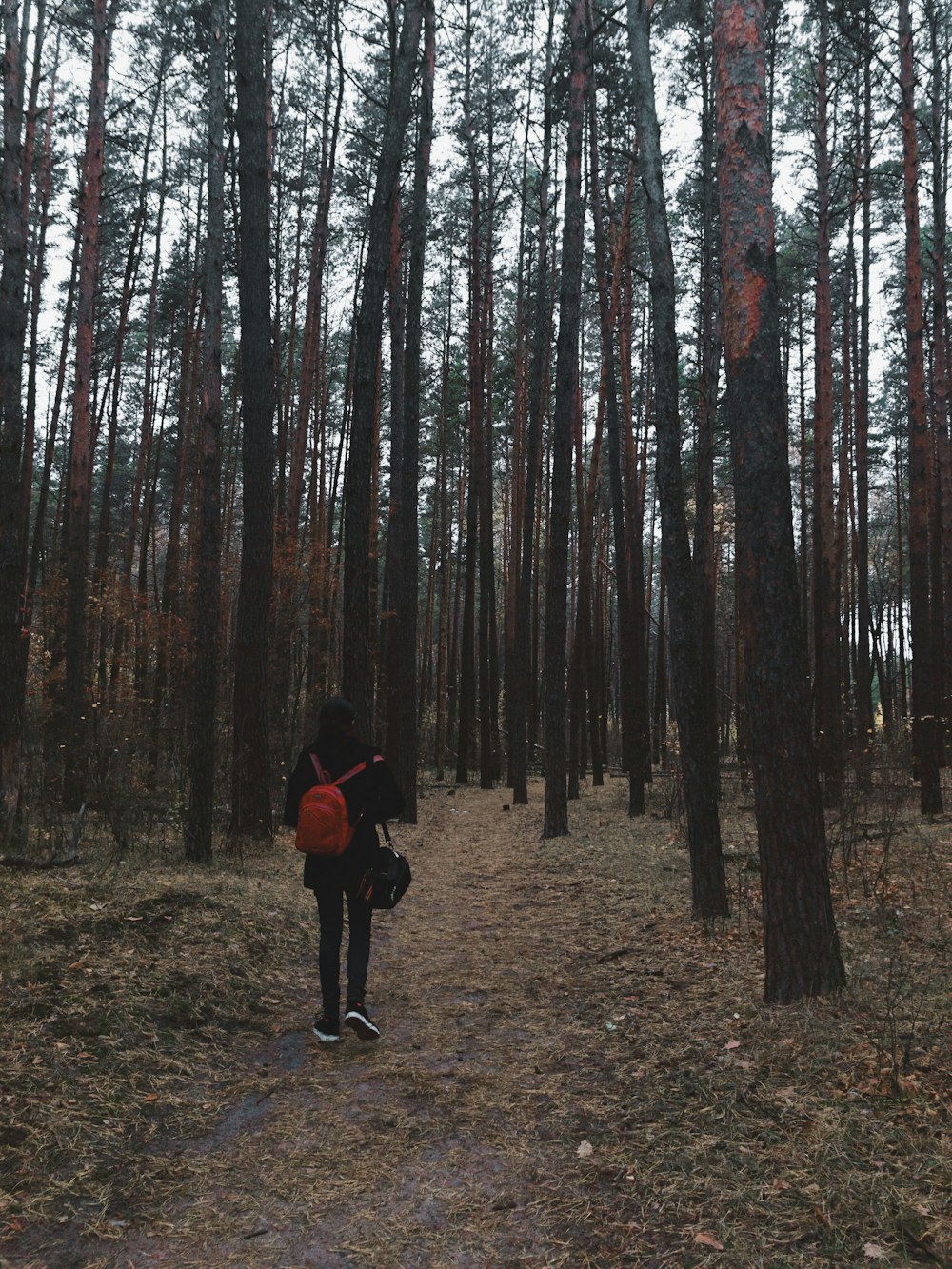 femme marchant à côté des arbres