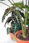 Two terracotta pots contain lush indoor plants with dark green leaves featuring prominent light veins. One plant has large, broad leaves with a distinctive pattern, while the other features more slender, fan-like green leaves. The setting suggests an indoor environment, with a white surface in the background.