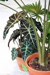 Healthy indoor plants thriving in medium-sized pots with visible biochar and mineral textures.