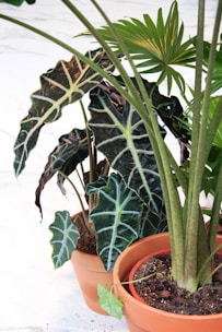 Two terracotta pots contain lush indoor plants with dark green leaves featuring prominent light veins. One plant has large, broad leaves with a distinctive pattern, while the other features more slender, fan-like green leaves. The setting suggests an indoor environment, with a white surface in the background.