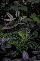 Arrangement of various aroid plants showcasing different shades of green and leaf patterns.